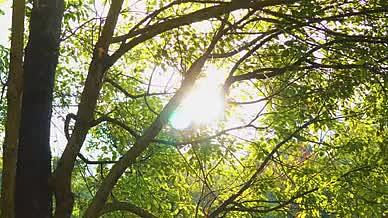 小清新夏天阳光穿过树叶视频的预览图